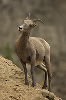 EWE